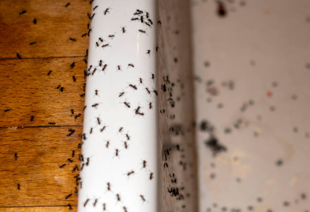 Trusted Peoria Heights, IL Pest Control Experts